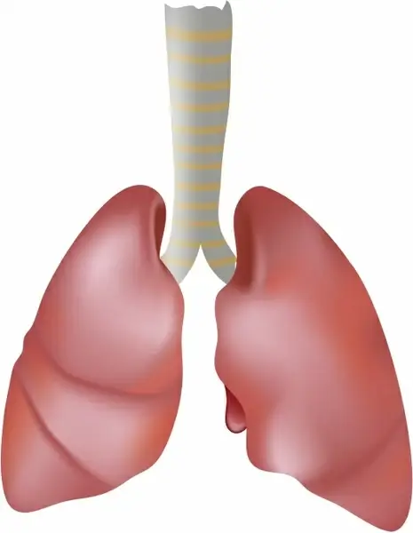 Human lungs