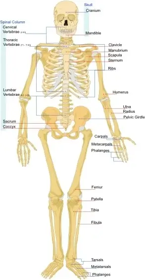 Human Skeleton Front En clip art