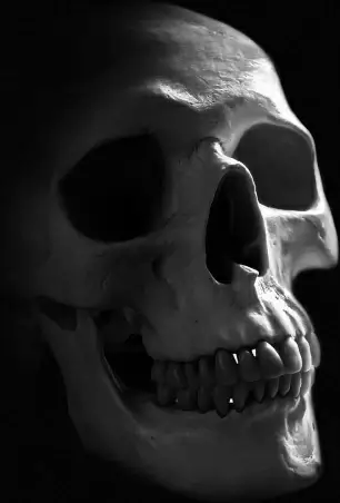 human skull