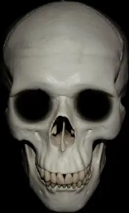 human skull