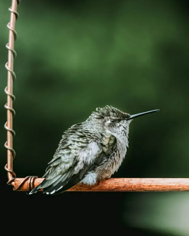 hummingbird picture bird perching closeup 