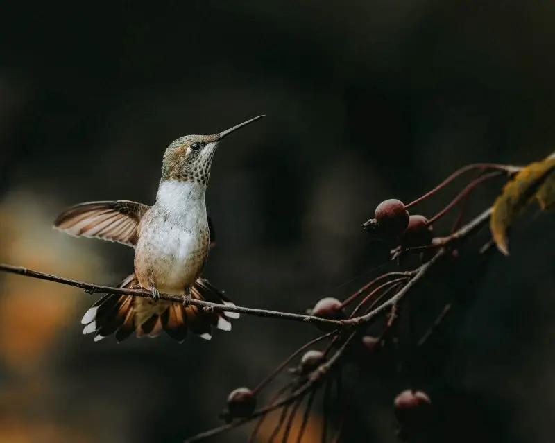 hummingbird picture dynamic flying bird