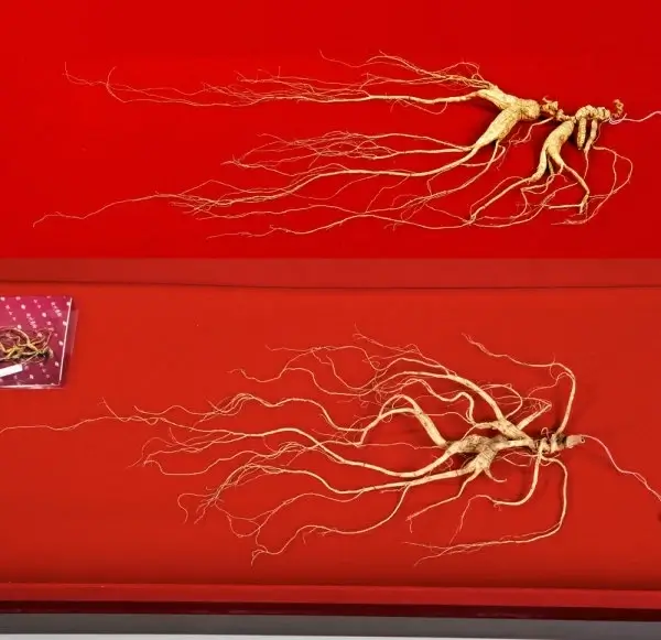 hundred wild ginseng hd photos
