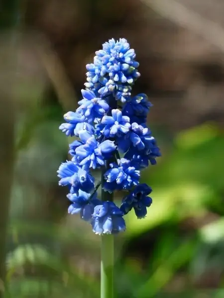 hyacinth muscari armeniacum flower