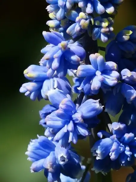hyacinth muscari armeniacum flower