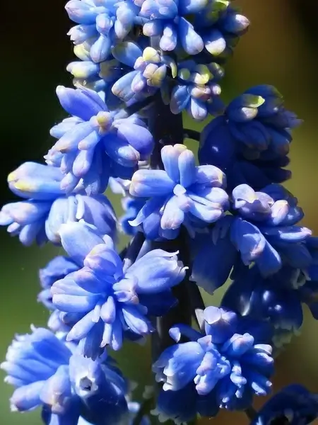 hyacinth muscari armeniacum flower