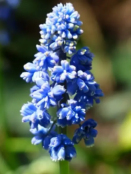 hyacinth muscari armeniacum flower