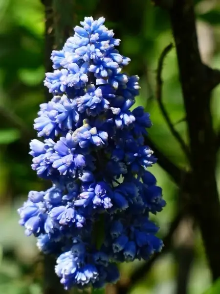 hyacinth muscari armeniacum flower