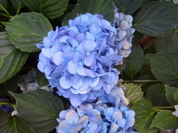 hydrangea