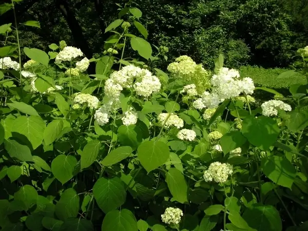 hydrangea bloom