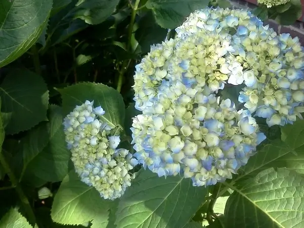 hydrangea blue pastel