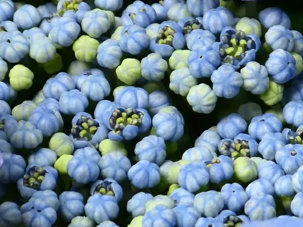 hydrangea bud flower