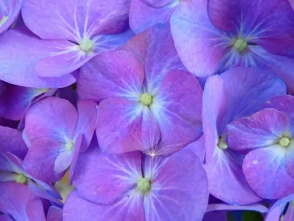 hydrangea flower inflorescence