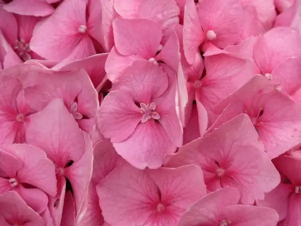 hydrangea hydrangea macrophyll ornamental shrub