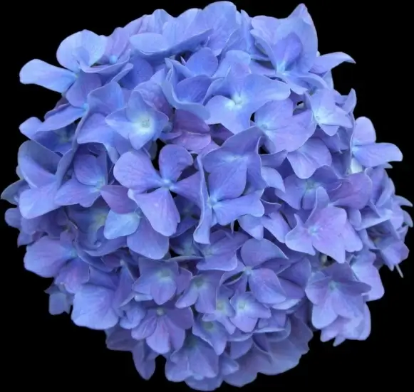 hydrangea on black