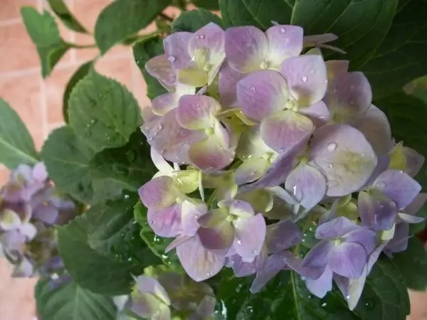 hydrangeas