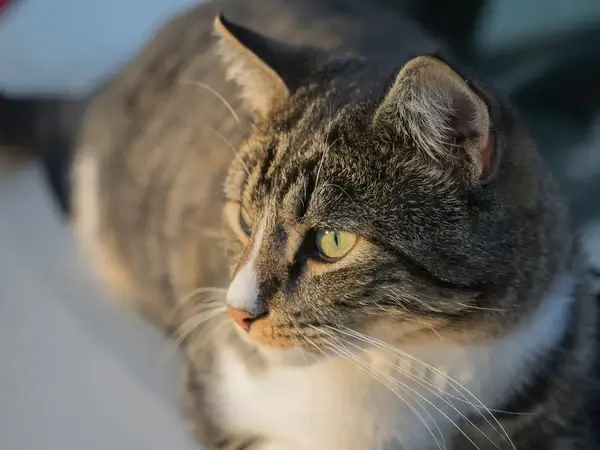 i love cats