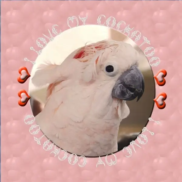 i love my cockatoo
