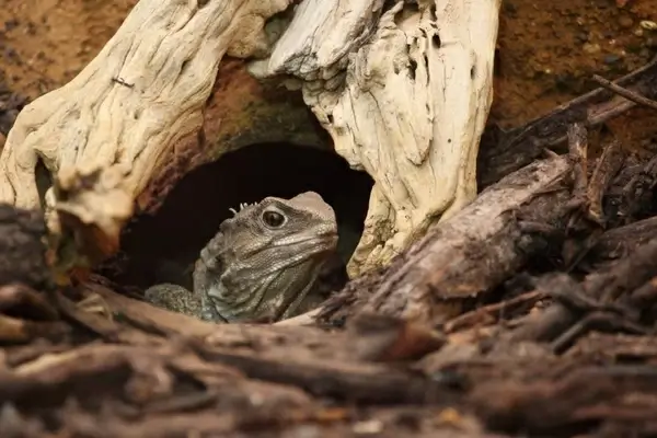 iguana