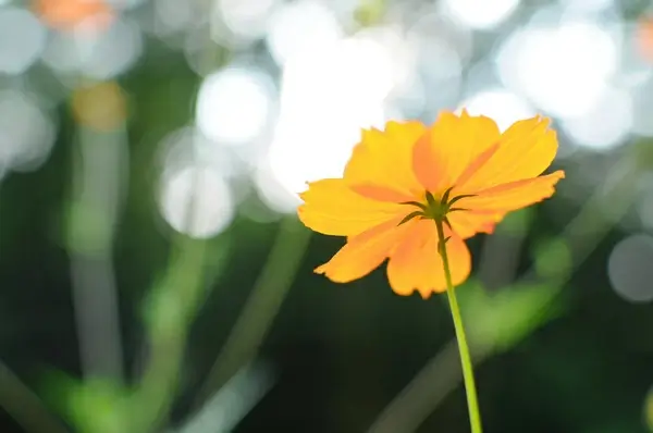 in late summer