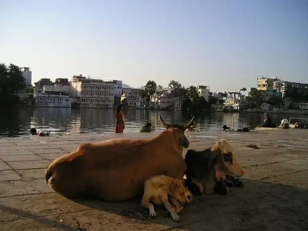 india cow dog