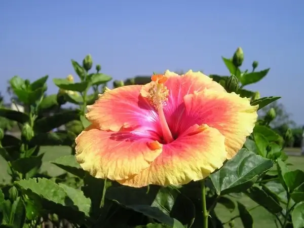 india flower colorful