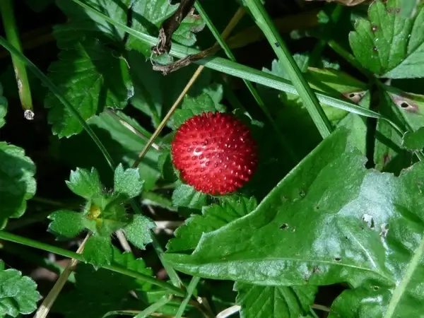 indian translucent strawberry strawberry translucent strawberry