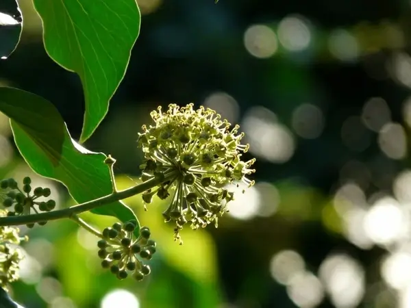 inflorescence flower bloom