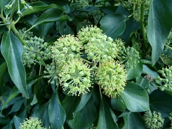 inflorescence ivy common ivy