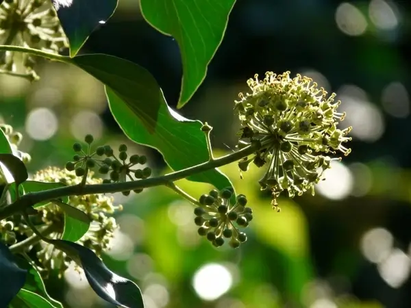 inflorescence ivy common ivy