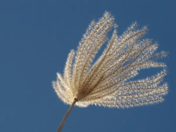 inflorescence miscanthus blue sky