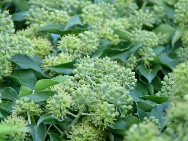 inflorescences ivy common ivy
