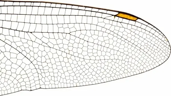insect wing structure