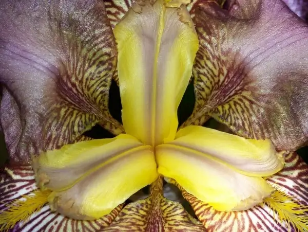 inside an iris 3