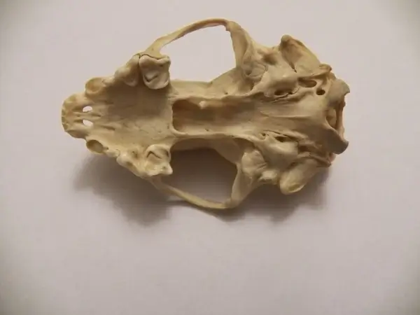 inside of a skunks skull