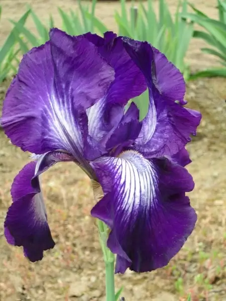 iris purple iris flower 