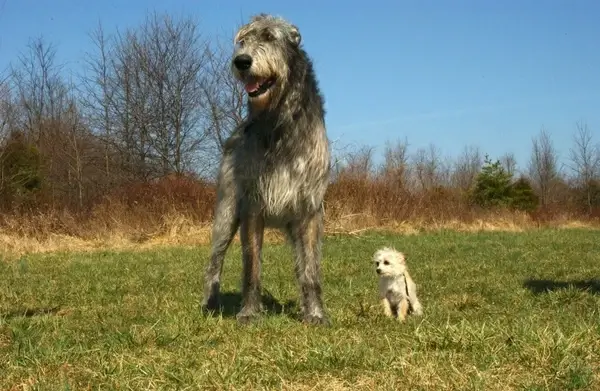 irish wolfhound chihuahua poodle mix dogs