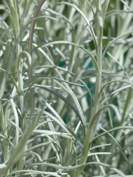 italian immortelle kitchen herb plant