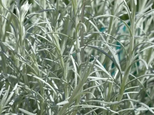 italian immortelle kitchen herb plant