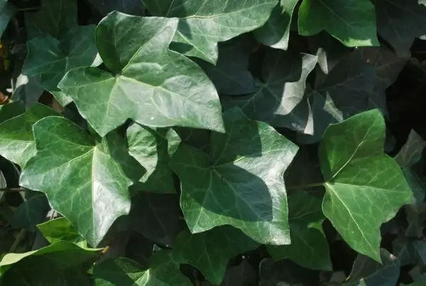 ivy
