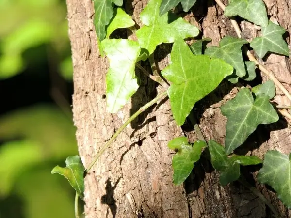 ivy climber tree