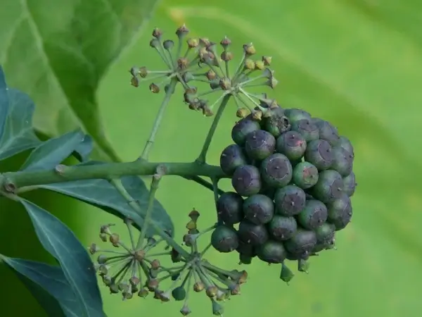 ivy fruit fruits berries