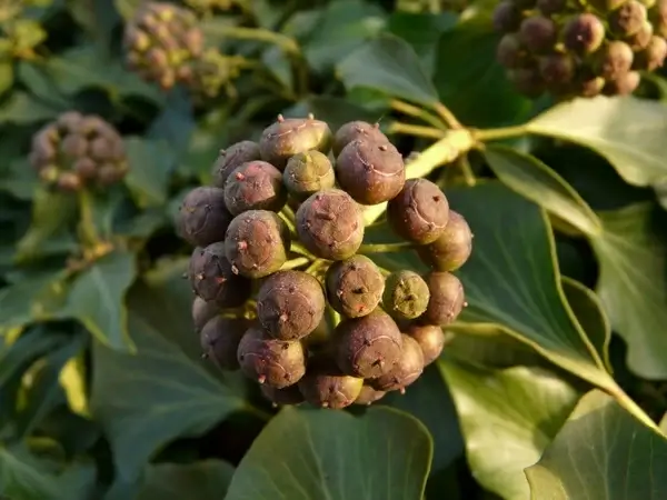 ivy fruit fruits berries