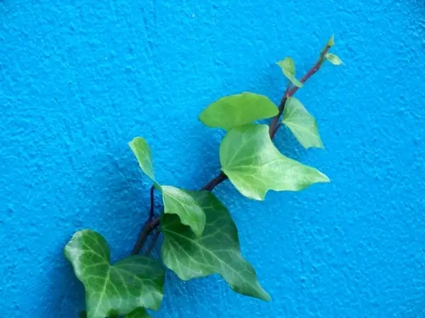 ivy wall climber