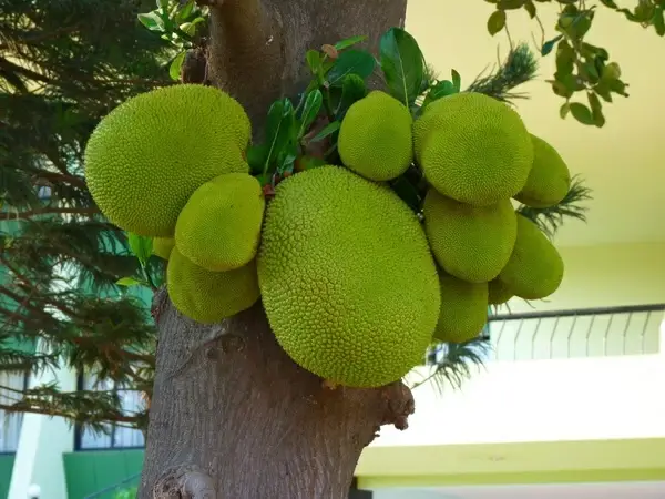 jack fruit green