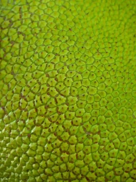 jack jackfrucht green large
