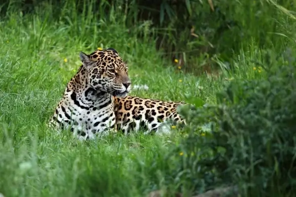 jaguar