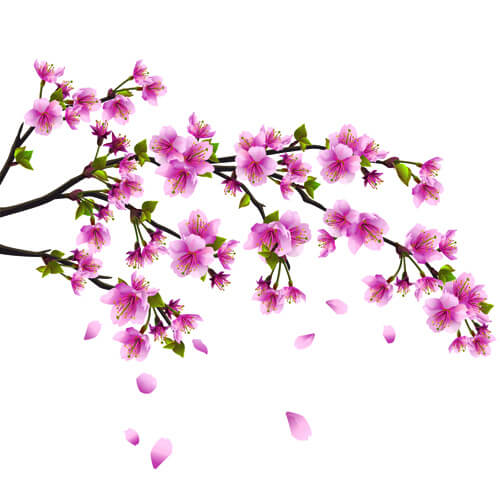 japan cherry blossoms free vector