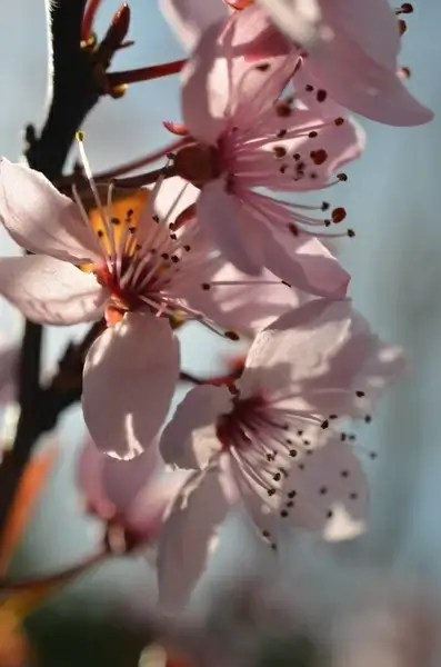 japanese cherry blossom spring flowers