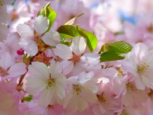 japanese cherry trees flower cherry blossom